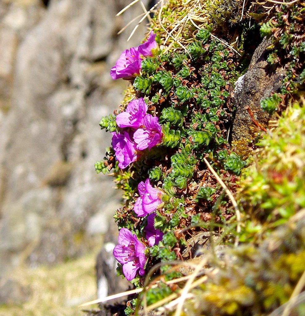 Purple saxifrage - alpine flowers Snowdonia Nature's Work