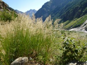 The sex life of alpine flowers