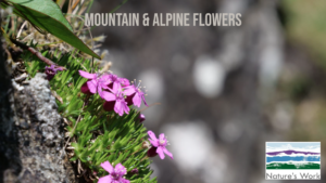 mountain and alpine flowers of Snowdonia